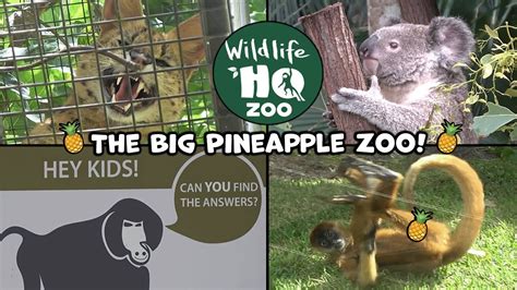 big pineapple zoo tickets There are over 15 animal encounters available which include Monkey and Meerkat feeding or you can even cuddle a koala